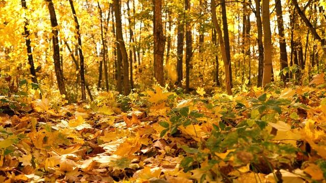 528 Hz Healing Frequency, 528 Hz Frequency Positive Energy Music, Positive Transformation смотреть онлайн