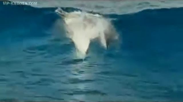 Шикарный релакс! Дельфины + шикарная музыка! смотреть онлайн