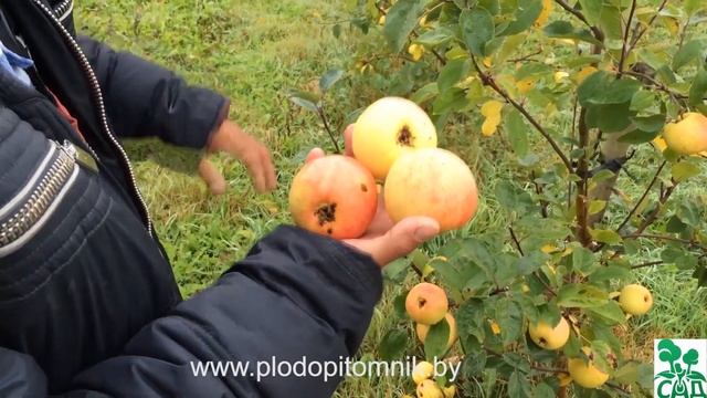 Яблоня сорт Банановое смотреть онлайн