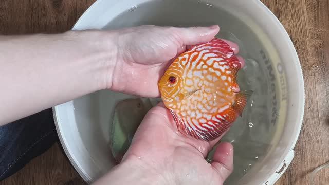 Дискусы в Калугу смотреть онлайн