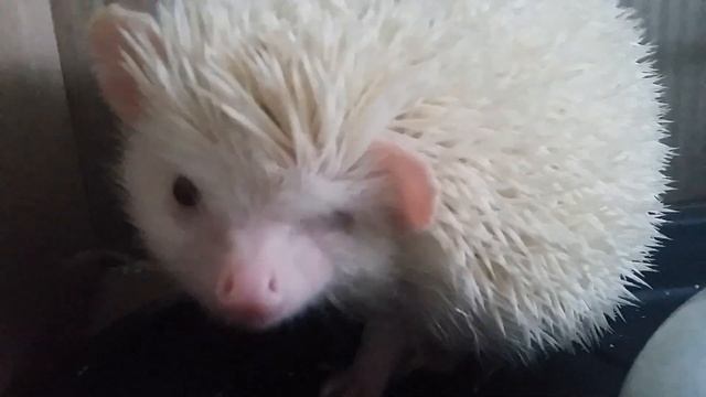 ЗЛОБНАЯ ЕЖИХА. смотреть онлайн