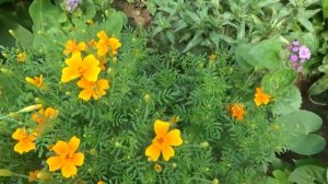 6 соток 8 июля 2020 года. Огуречно-цветочное лето..