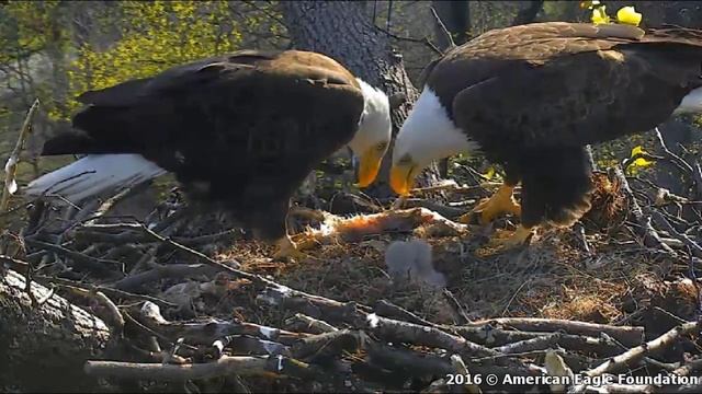 AEF-DC Eagle Cam ~ Tandem Feeding ~ 03·23·16 смотреть онлайн