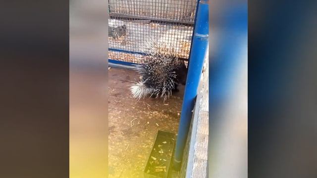 #shorts Прятки смотреть онлайн