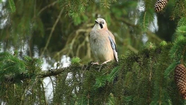 Music and Bird Sounds Heal the Heart. Relaxes and Calms the Nervous System. Meditation смотреть онлайн
