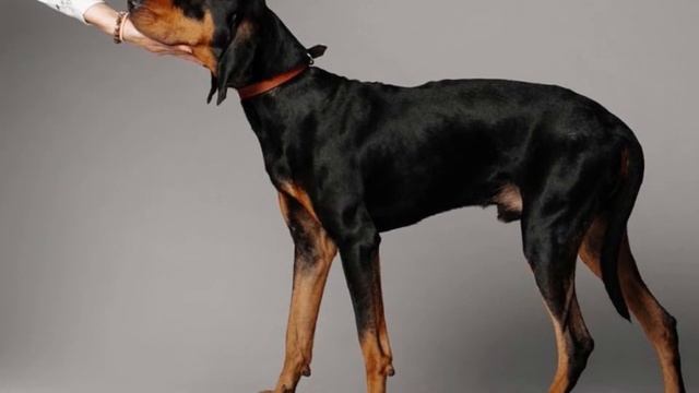 [Black And Tan Coonhound] pros and cons of owning Black and Tan Coonhounds смотреть онлайн