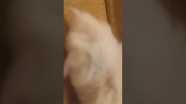 хомяк смотреть онлайн