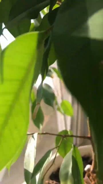 котик майкун #shortvideo #рекомендации смотреть онлайн