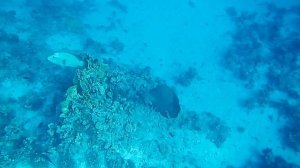 Большой наполеон.Красное море. Шарм-эш-Шейх. Шаркс-Бей. 2024