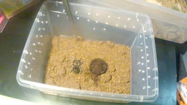 November Update : Brachypelma smithi смотреть онлайн