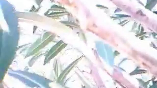 The Prayer of Daniel смотреть онлайн