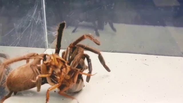 Tarantula vs scorpion | laba-laba melawan kalajengking, real predator animals | lose,win, better смотреть онлайн