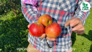 Яблоня сорт КОВАЛЕНКОВСКОЕ (КРАСНОЕ СЛАДКОЕ). Эталон вкуса среди летних сортов.