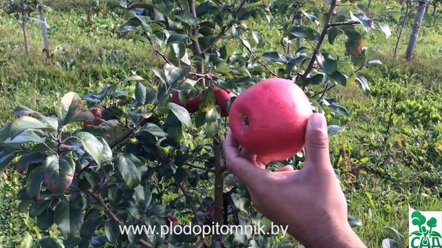 Яблоня сорт Хоней крисп (Honey crisp) смотреть онлайн