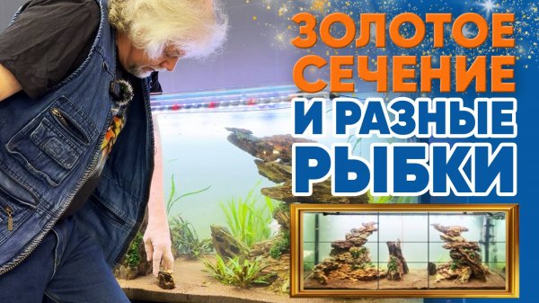 Аквариумные новости с Владимиром Ковалёвым (24.01.2025). Золотое сечение и разные рыбки.