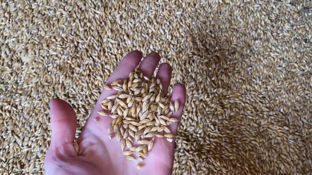 Протруювання ярого ячменю: Венцедор, Кайзер, ПлантаПег 🌾 АГРОТОРГ 👩🌾 смотреть онлайн