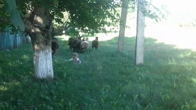 Баран психанул смотреть онлайн