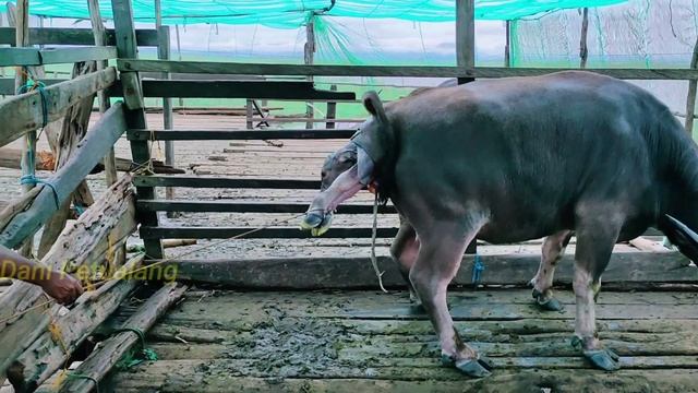 FULL VIDEO!! Kerbau Rawa Asli Kalimantan Melahirkan Bayi Kecil Nya!! смотреть онлайн