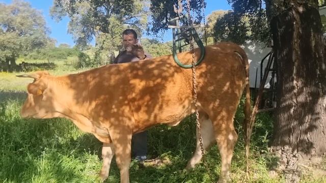 Hoy levantamos la vaca como antiguamente😉👍 смотреть онлайн