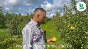 Груша АВГУСТОВСКАЯ РОСА. Лучший выбор среди позднелетних сортов.