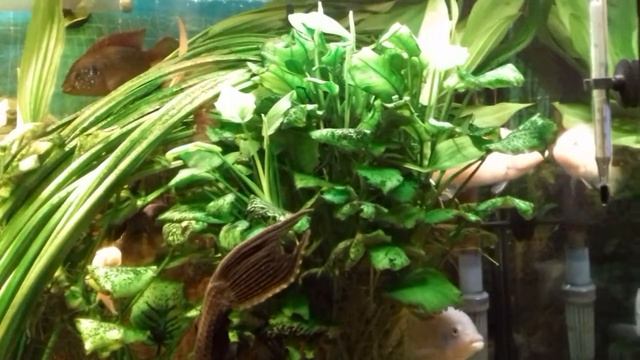 Новый грунт в моем 120 л аквариуме смотреть онлайн