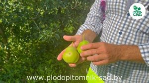 Груша осенняя ЛЮБИМИЦА ЯКОВЛЕВА. Краткий обзор.