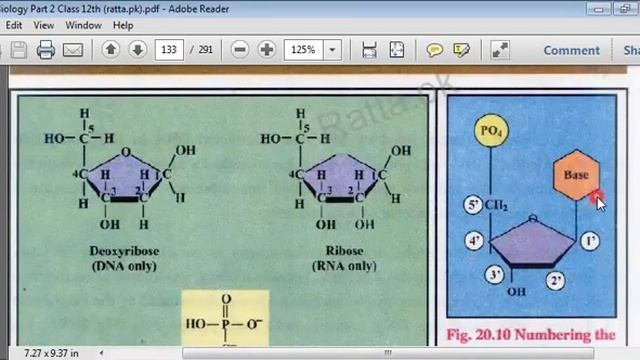 Chemical nature of DNA Fsc Biology 2nd year смотреть онлайн