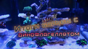 Итоги борьбы с динофлагеллятом