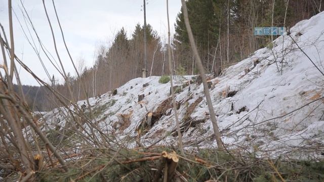 Вырубка леса.