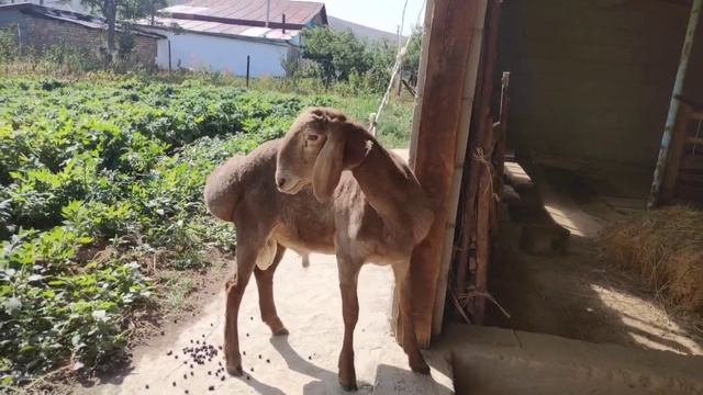 козу кочкор сатылат линия Бульдозер бою76 см кулагы 21 см жашы 5.05 ай баасы 75.000 сом. 0703771778 смотреть онлайн