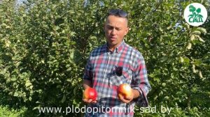 Осенний сорт яблони ЖИГУЛЕВСКОЕ. Крупные, нарядные плоды приятного вкуса.