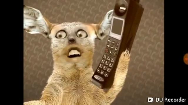 Поющие коты смотреть онлайн