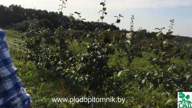 Яблоня сорт Антоновка (4 вида) смотреть онлайн