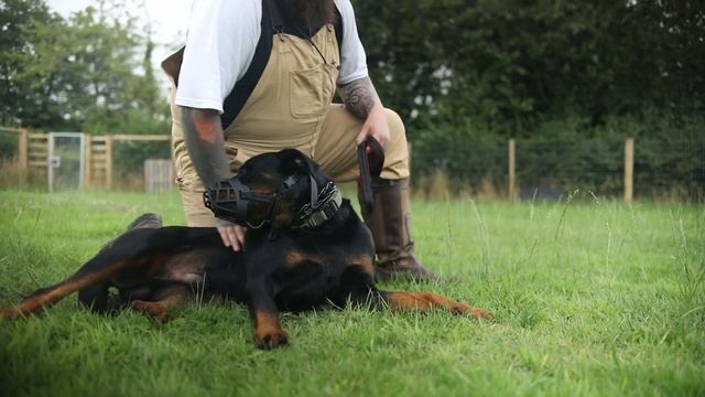 3 FASCINATING FACTS ABOUT THE ROTTWEILER смотреть онлайн