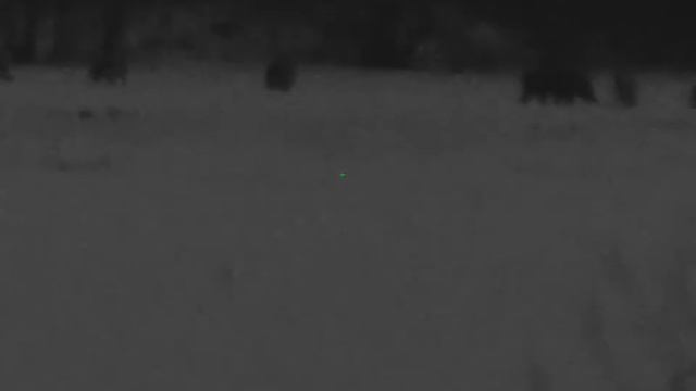 охота на кабана пульсар диджекс с 50. взял одного смотреть онлайн