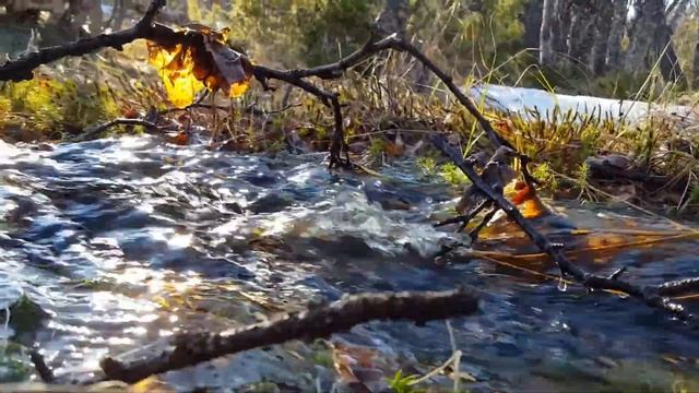 Живая вода 1