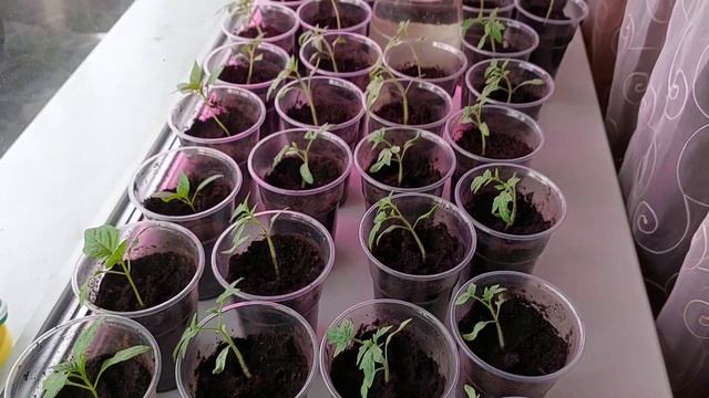 Наводим порядок на кухне//уборка//покупка//венские вафли//лазанья смотреть онлайн