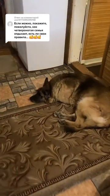 Отдыхают как #собаки #коты #семья #дом смотреть онлайн