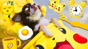 УТРО В ОДНОМ ЦВЕТЕ! Жёлтый челлендж глазами собаки 🐶✨