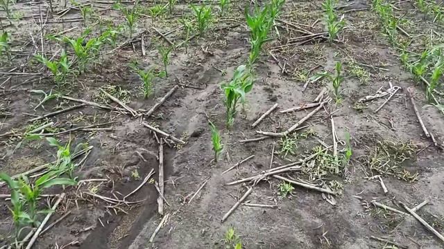 No-till кукуруза огляд 18.06.2021 смотреть онлайн