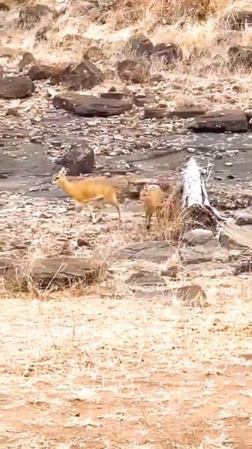 The African Ballerina | Klipspringers смотреть онлайн