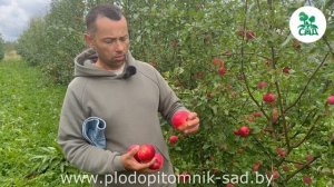 Яблоня АКСЕНА. Позднелетний сорт с повышенной ЗИМОСТОЙКОСТЬЮ.