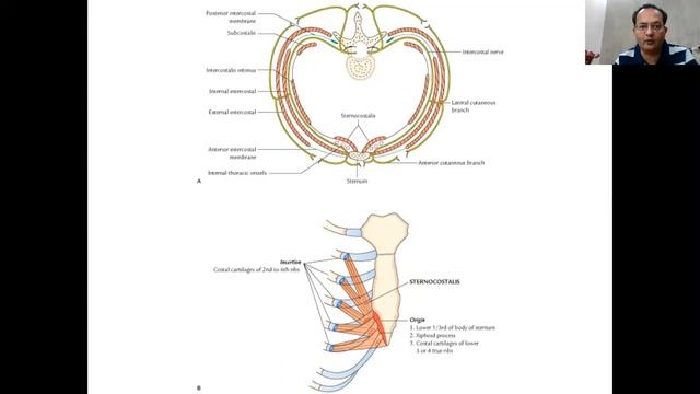 Introduction to Thorax смотреть онлайн