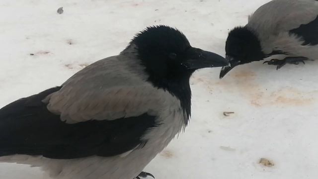 Проныра Герц и другие вороны \ Herz the Goof and other crows смотреть онлайн