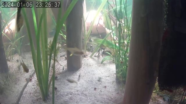 @ Aqua Tera pepinojoe смотреть онлайн