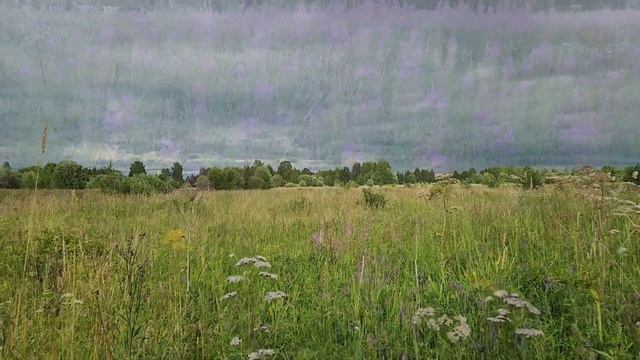 Цветёт иван - чай смотреть онлайн