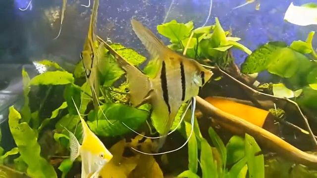 Аквариум со скаляриями от Bugra Gul