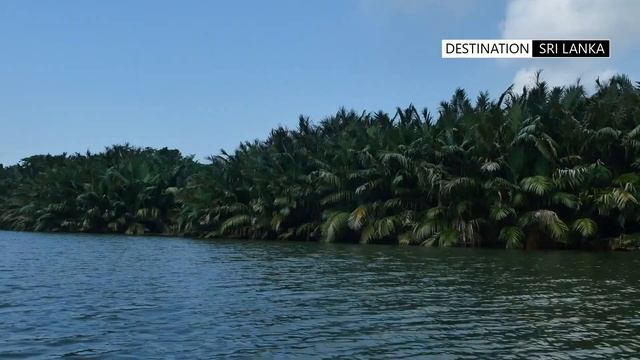 Mangrove Forests of Sri Lanka смотреть онлайн