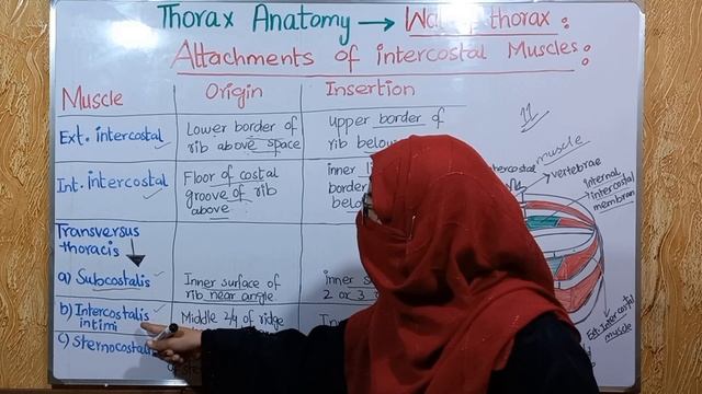 Attachments of intercostal muscles | origin Insertion | Nerve supply | Action | walls of the thorax смотреть онлайн