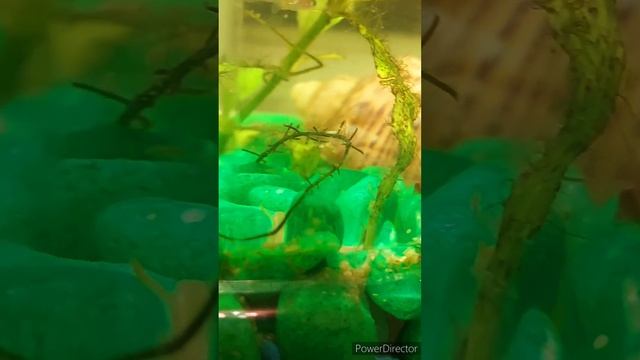 Аквариум в банке 30 дней за 20минут смотреть онлайн